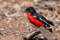 Crimson breasted shrike