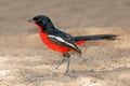 Crimson-breasted shrike - Kalahari desert Royalty Free Stock Photo