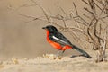 Colorful crimson-breasted shrike, Kalahari desert, South Africa Royalty Free Stock Photo