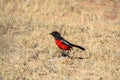 A Crimson Breasted Shrike Laniarius atrococcineus Royalty Free Stock Photo