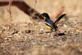 The crimson-breasted shrike Laniarius atrococcineus or the crimson-breasted shrike in a very atypical yellow color. A rarely