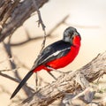 Crimson-breasted Shrike, Kalahari, South Africa