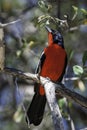 Crimson Breasted Shrike, South Africa