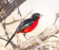 Crimson breated Shrike, Twee Rivieren, Kgalagadi Park, South Africa Royalty Free Stock Photo