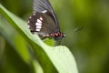 crimson butterfly Royalty Free Stock Photo