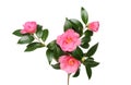 Camellia flowers and foliage