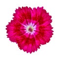 Crimson carnation flower isolated on white background. Close-up. Royalty Free Stock Photo