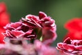 Crimson carnation flower