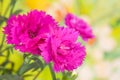 Crimson carnation flowers