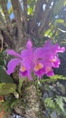 Crimson Cattleya Labiata Flowers Royalty Free Stock Photo