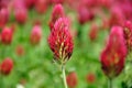 Crimson clover.