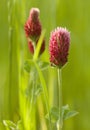 Crimson Clover Royalty Free Stock Photo