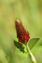 Crimson Clover Bloom