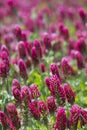 Crimson Clover Crop - Trifolium incarnatum 2 Royalty Free Stock Photo