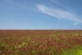 Crimson clover field on a hill, Czech republic Royalty Free Stock Photo