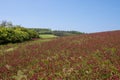 Crimson clover field on a hill, Czech republic Royalty Free Stock Photo