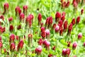 Crimson clover or Italian clover Trifolium incarnatum