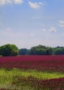 Crimson Clover Landscape