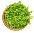 Crimson clover microgreen in wooden bowl over white