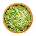 Crimson clover microgreens in wooden bowl over white