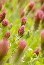 Crimson clover (Trifolium incarnatum)