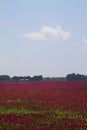 Crimson Clover - Trifolium incarnatum