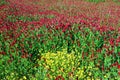 Crimson Clovers and Primrose