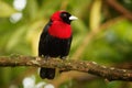Crimson-collared Tanager - Ramphocelus sanguinolentus is small Middle American black and red song bird, sometimes own as