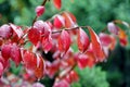 Crimson color of leaves of winged euonymus with water droplets after rain in autumn Royalty Free Stock Photo