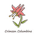 Crimson columbine color icon. Aquilegia formosa inflorescence. Blooming wildflower. Spring blossom. Red columbine. Wild