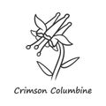 Crimson columbine linear icon. Aquilegia formosa inflorescence. Blooming wildflower, weed. Spring blossom. Red columbine