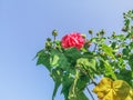 Crimson cotton rose flower among buds and green leaves isolated on blue sky Royalty Free Stock Photo