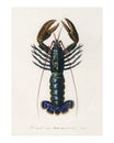 Crimson Crawfish vintage illustation by Charles Dessalines D` Orbigny. Digitally enhanced by rawpixel Royalty Free Stock Photo