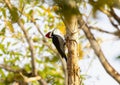Crimson-crested Woodpecker (Campephilus melanoleucos) in Brazil Royalty Free Stock Photo