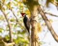 Crimson-crested Woodpecker (Campephilus melanoleucos) in Brazil Royalty Free Stock Photo