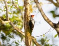 Crimson-crested Woodpecker (Campephilus melanoleucos) in Brazil Royalty Free Stock Photo