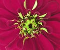 Crimson dahlia flower autumn. Closeup. beautiful dahlia. Macro. for design. Royalty Free Stock Photo