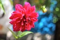 Crimson dahlia flower closeup Royalty Free Stock Photo