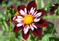 Crimson dahlia flower under sunlight Royalty Free Stock Photo