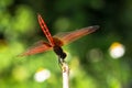 Crimson Dropwing dragonfly