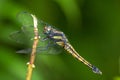 Crimson Dropwing dragonfly Royalty Free Stock Photo