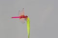 Crimson Dropwing male Trithemis aurora Royalty Free Stock Photo