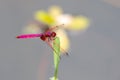 Crimson Dropwing male Trithemis aurora Royalty Free Stock Photo