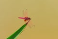 Dragonfly(Crimson Dropwing)