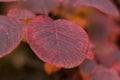 Close-Up of \'Grace\' Smokebush Leaves (Cotinus \'Grace\') Royalty Free Stock Photo