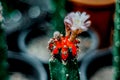 Crimson Elegance: Close-up of a Radiant Blooming Red Torch Cactus Flower