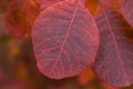 Crimson Elegance: Close-Up View of the Brilliant Red Leaves of Cotinus Grace a Stunning Smokebush or Smoketree in Full Splendor Royalty Free Stock Photo