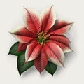 Crimson Elegance: Poinsettia in Full Bloom