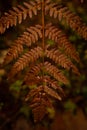 Crimson Elegance: Red Leaf Fern in Nature\'s Tapestry Royalty Free Stock Photo