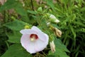 Crimson-eyed Rose-mallow 836893